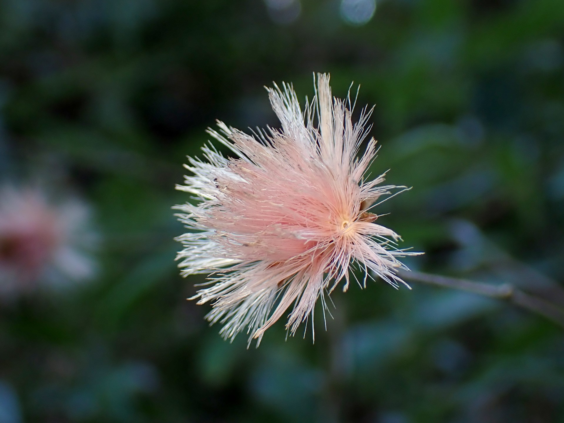 コウヤボウキの綿毛 の高画質写真です。横浜市で、2026年1月9日に撮影したものです。