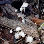 クヌギタケ の高画質写真です。横浜市で、2026年1月8日に撮影したものです。