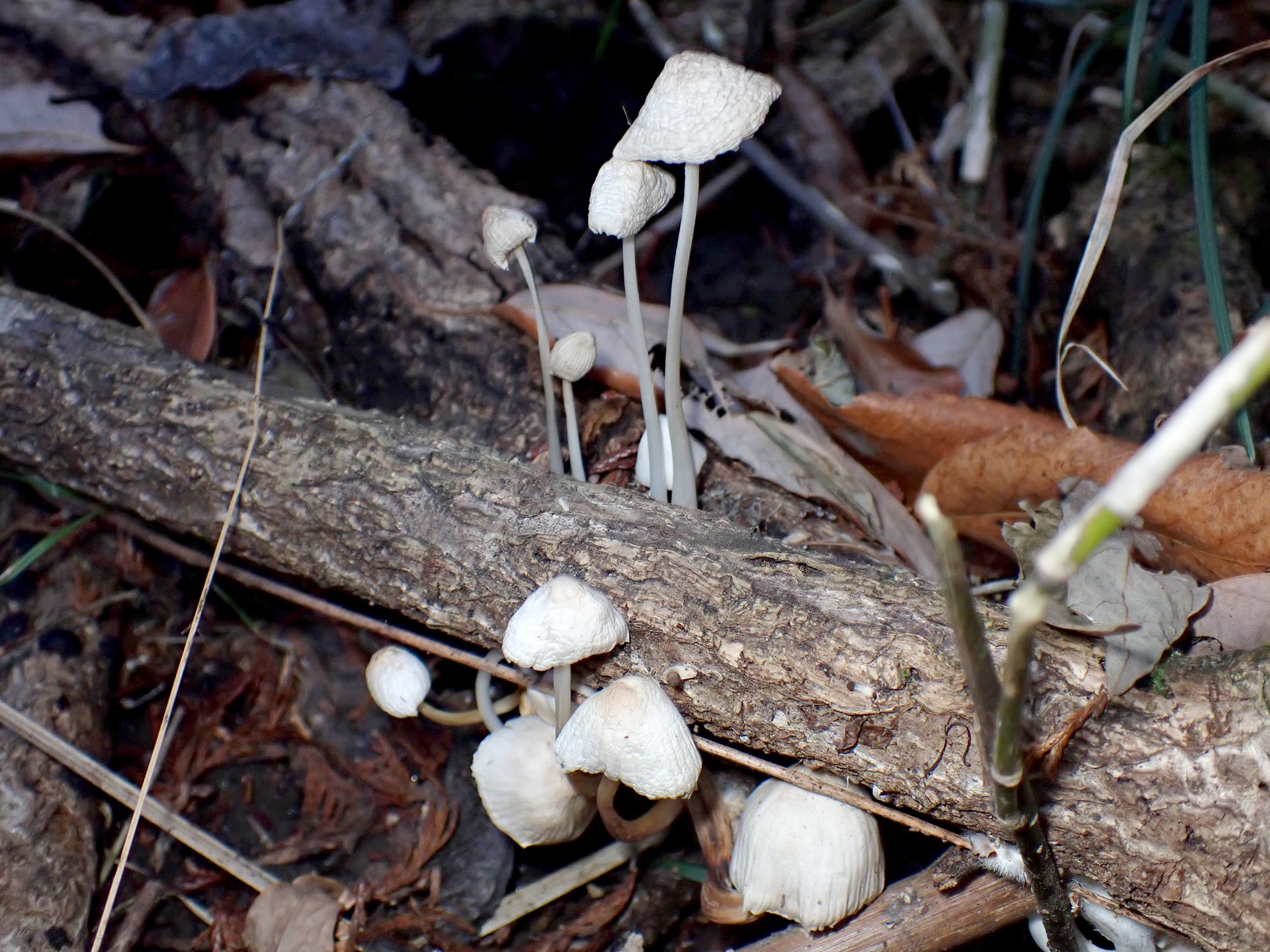 クヌギタケ の高画質写真です。横浜市で、2026年1月8日に撮影したものです。
