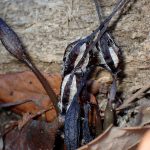 クロヤツシロランのタネ の高画質写真です。横浜市で、2026年1月11日に撮影したものです。