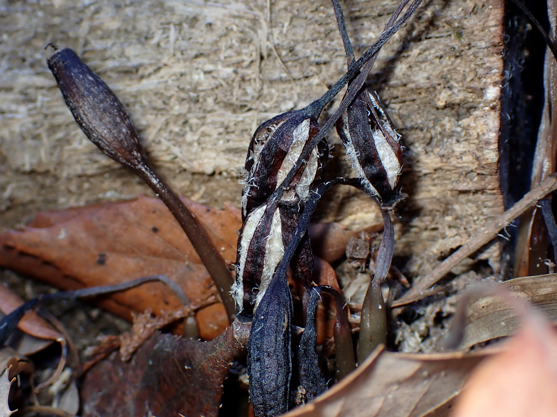 クロヤツシロランのタネ の高画質写真です。横浜市で、2026年1月11日に撮影したものです。