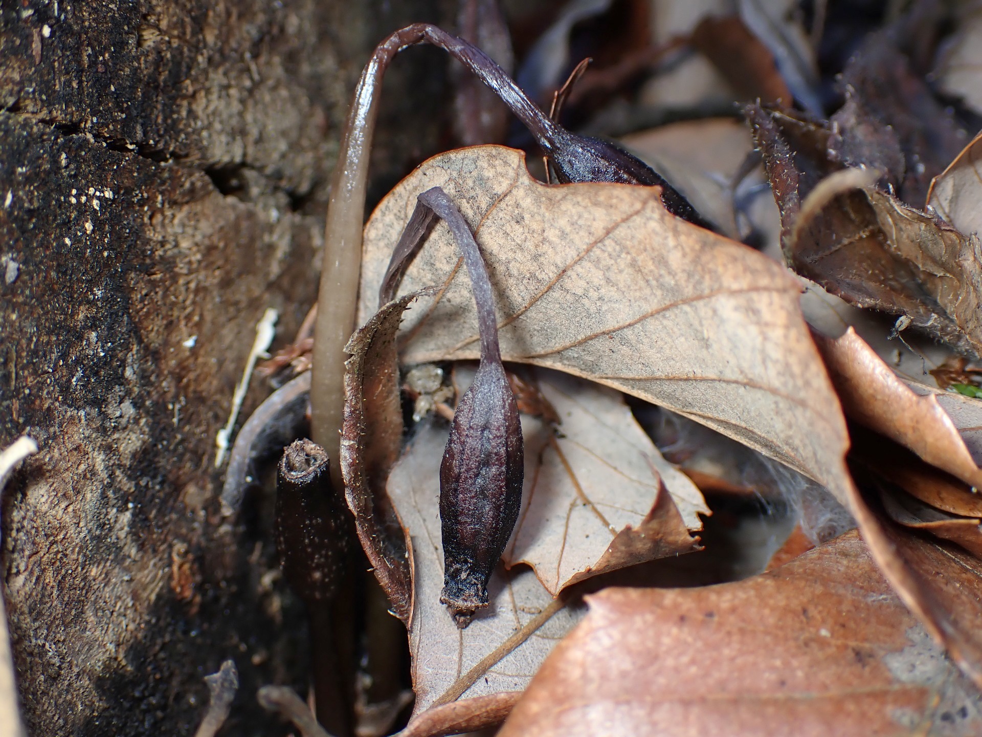 クロヤツシロランのタネ の高画質写真です。横浜市で、2026年1月11日に撮影したものです。