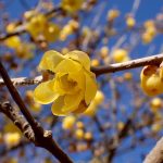 マンゲツロウバイ の高画質写真です。横浜市で、2026年1月16日に撮影したものです。