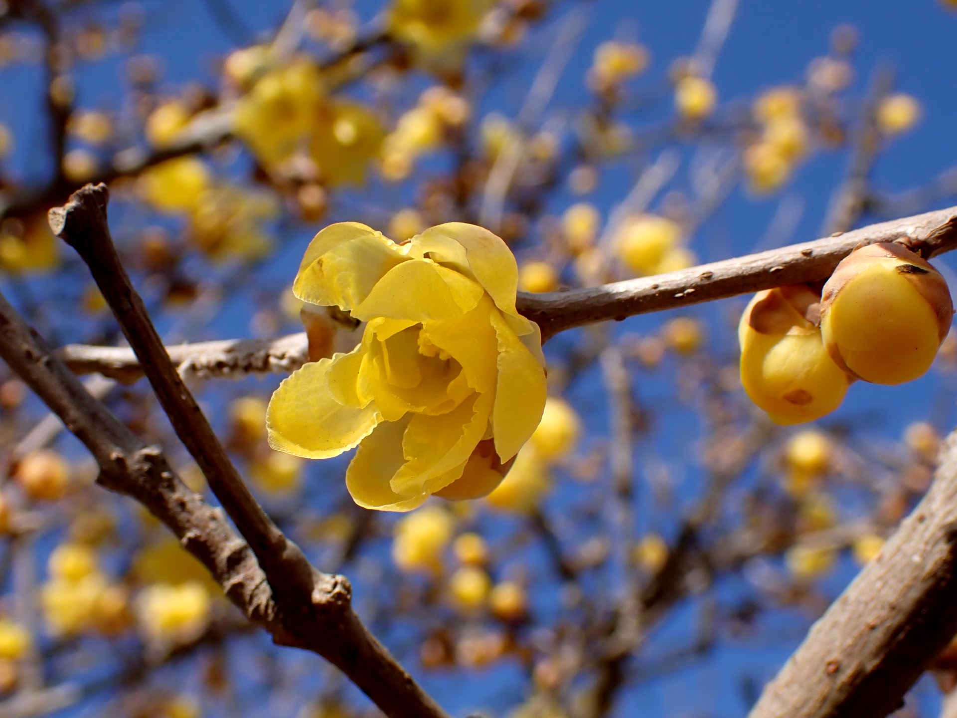マンゲツロウバイ の高画質写真です。横浜市で、2026年1月16日に撮影したものです。