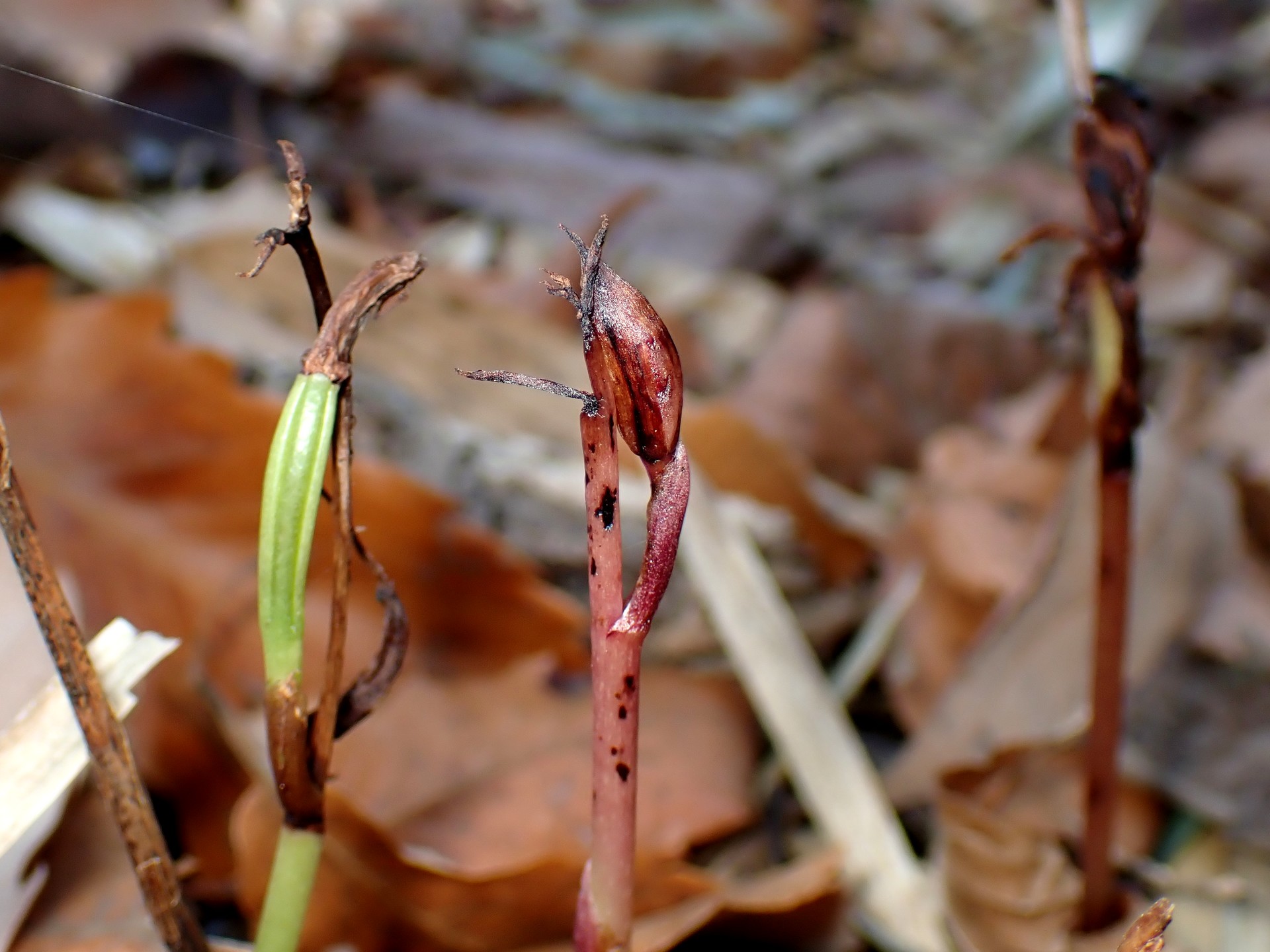 マヤランの枯れたつぼみとタネ の高画質写真です。横浜市で、2026年1月5日に撮影したものです。