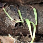 マヤランのタネ の高画質写真です。横浜市で、2026年1月5日に撮影したものです。