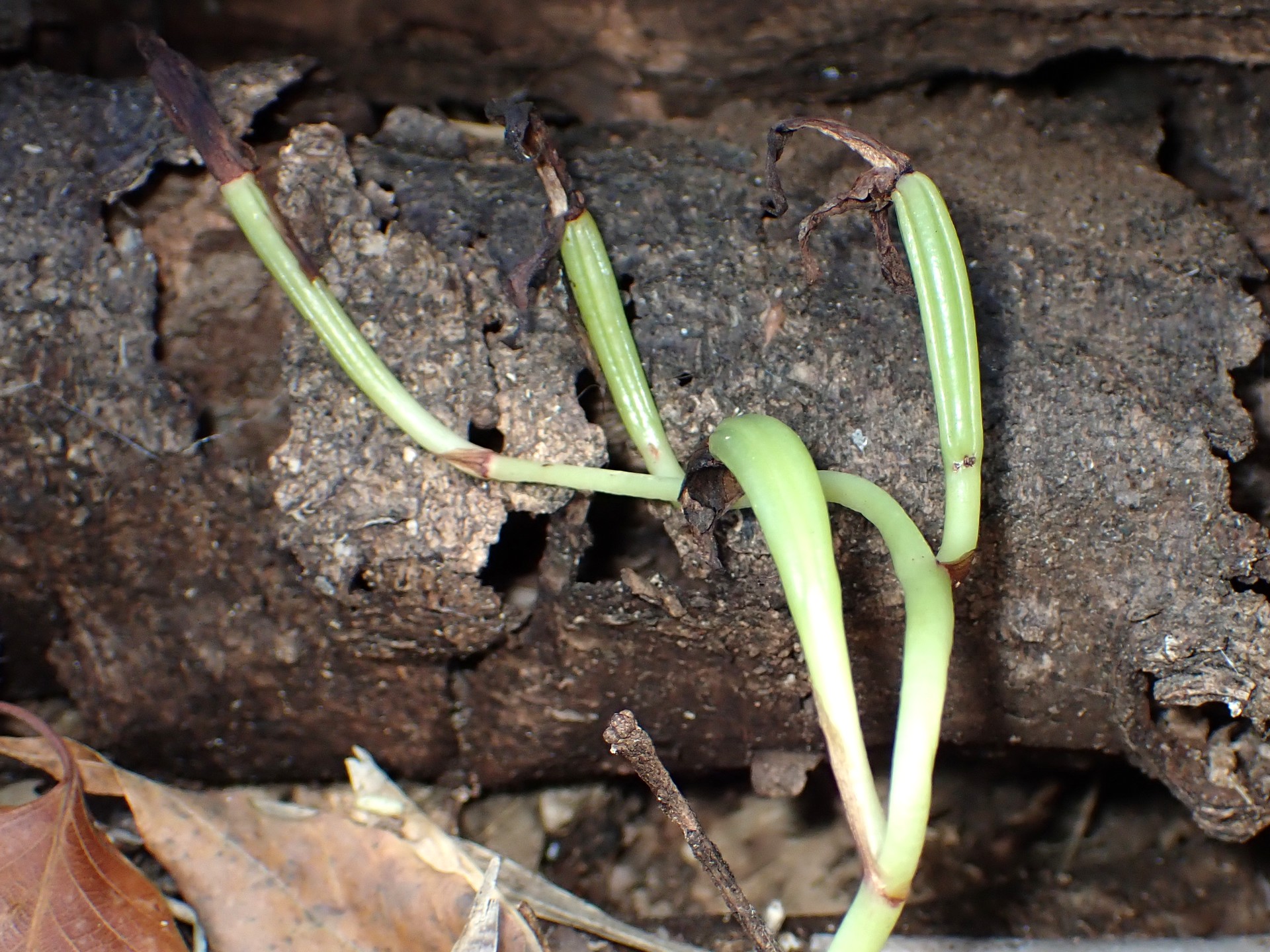 マヤランのタネ の高画質写真です。横浜市で、2026年1月5日に撮影したものです。