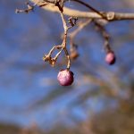 ムラサキシキブの実 の高画質写真です。横浜市で、2026年1月10日に撮影したものです。