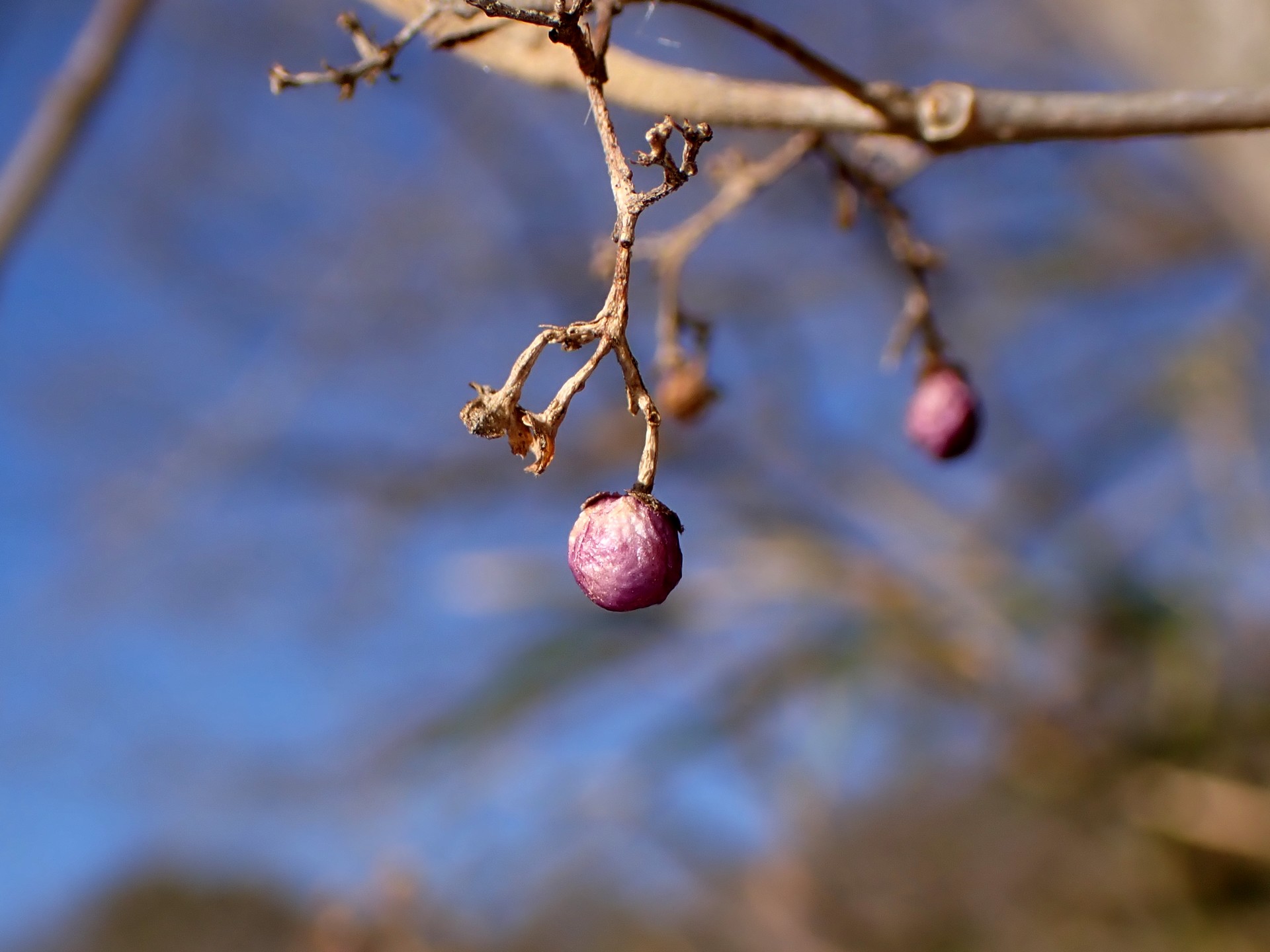 ムラサキシキブの実 の高画質写真です。横浜市で、2026年1月10日に撮影したものです。
