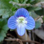 オオイヌノフグリ の高画質写真です。横浜市で、2026年1月14日に撮影したものです。