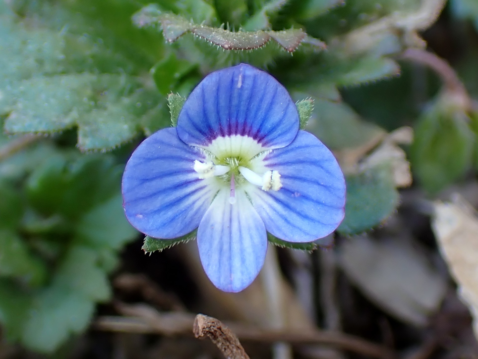 オオイヌノフグリ の高画質写真です。横浜市で、2026年1月14日に撮影したものです。