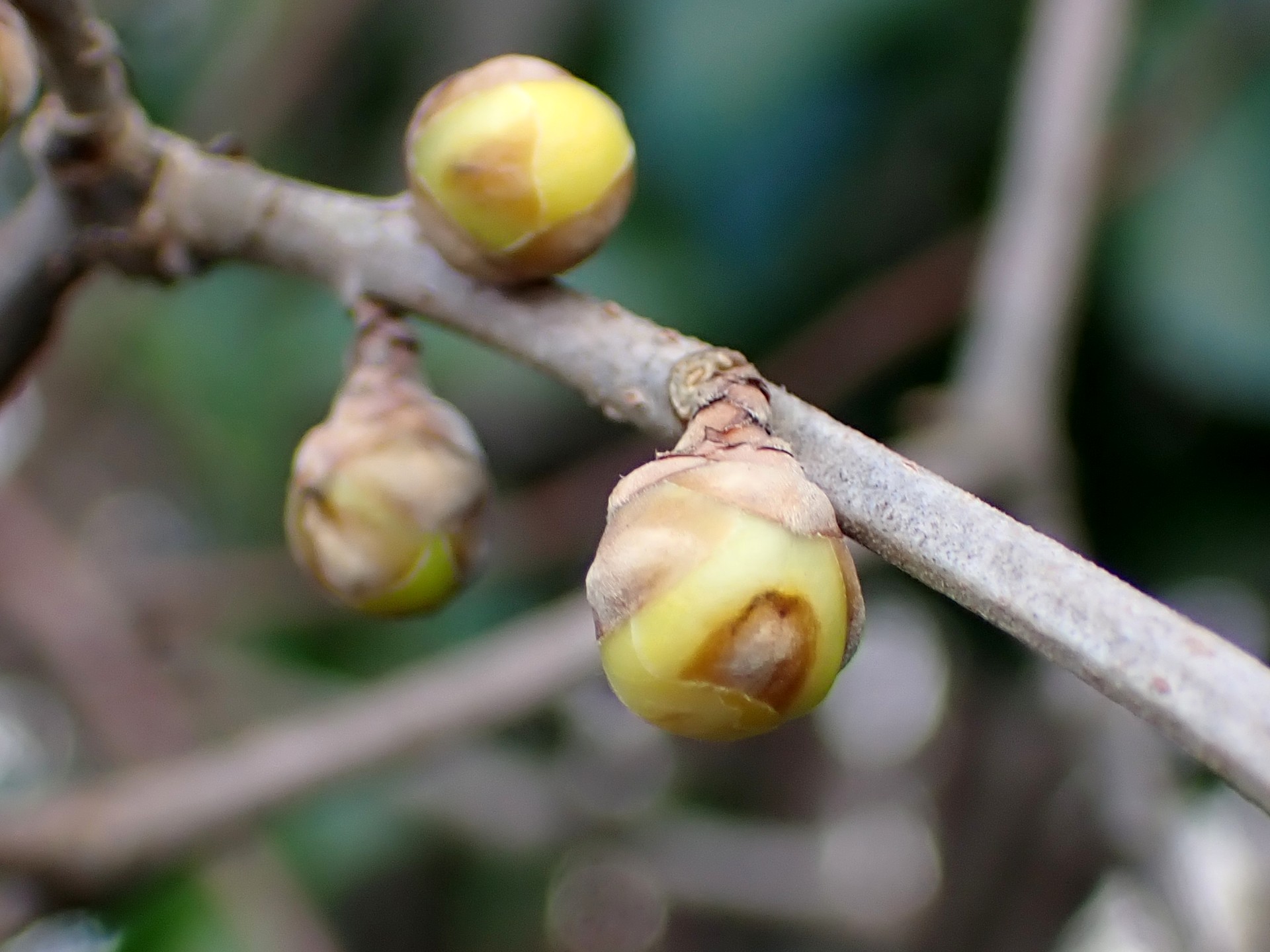 ロウバイのつぼみ の高画質写真です。横浜市で、2026年1月8日に撮影したものです。