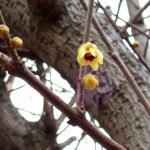 ロウバイ の高画質写真です。横浜市で、2026年1月8日に撮影したものです。