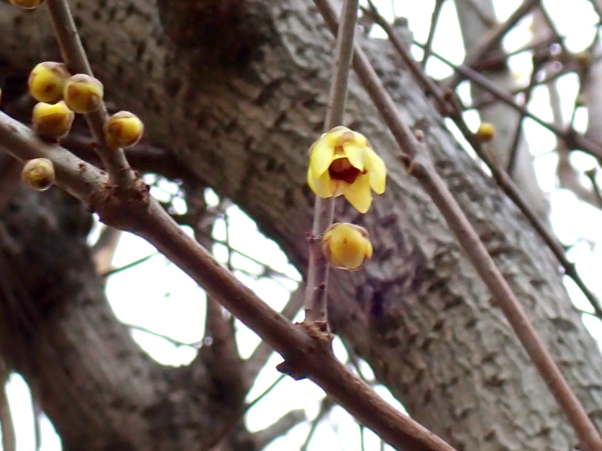 ロウバイ の高画質写真です。横浜市で、2026年1月8日に撮影したものです。