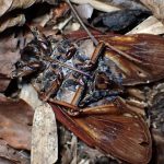 セミノハリセンボン の高画質写真です。横浜市で、2026年1月14日に撮影したものです。