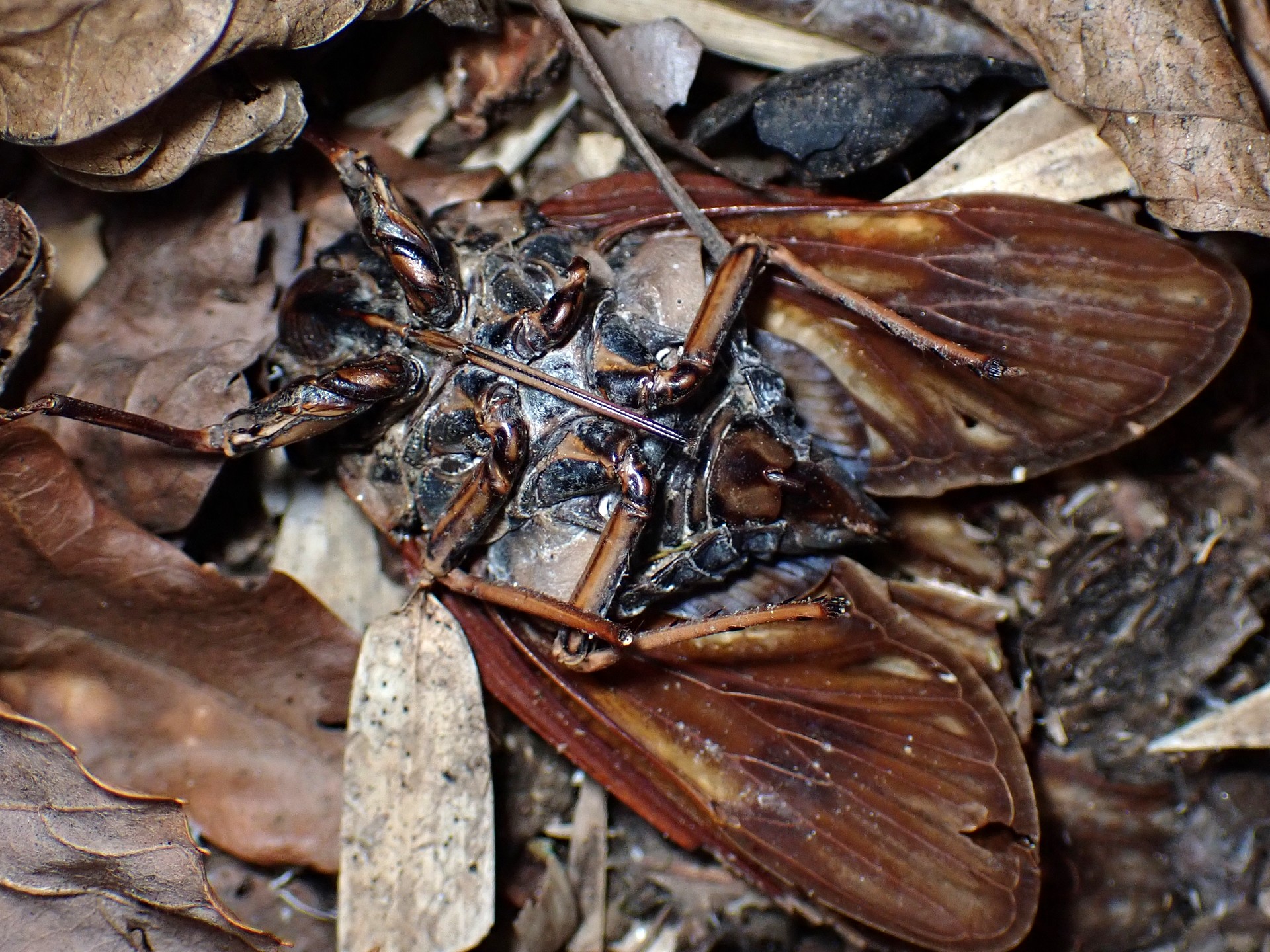 セミノハリセンボン の高画質写真です。横浜市で、2026年1月14日に撮影したものです。