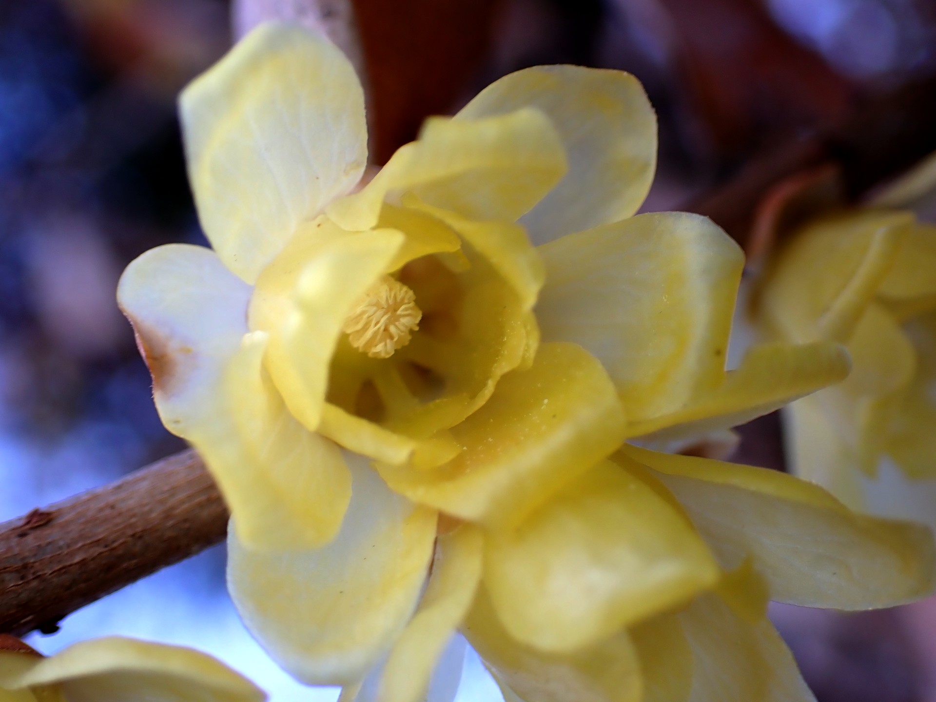 ソシンロウバイの花 の高画質写真です。横浜市で、2026年1月4日に撮影したものです。