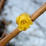 ソシンロウバイの咲き掛け花 の高画質写真です。横浜市で、2026年1月4日に撮影したものです。