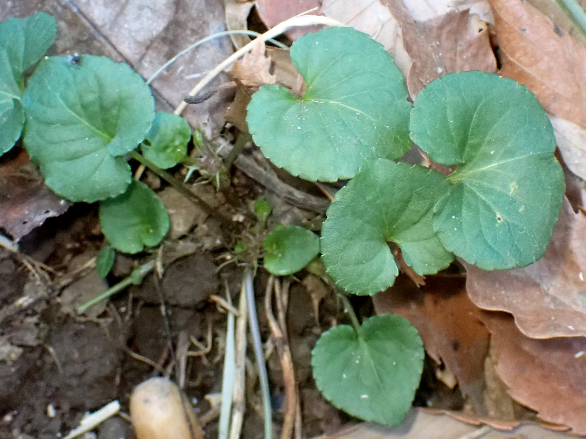 タチツボスミレ の高画質写真です。横浜市で、2026年1月23日に撮影したものです。