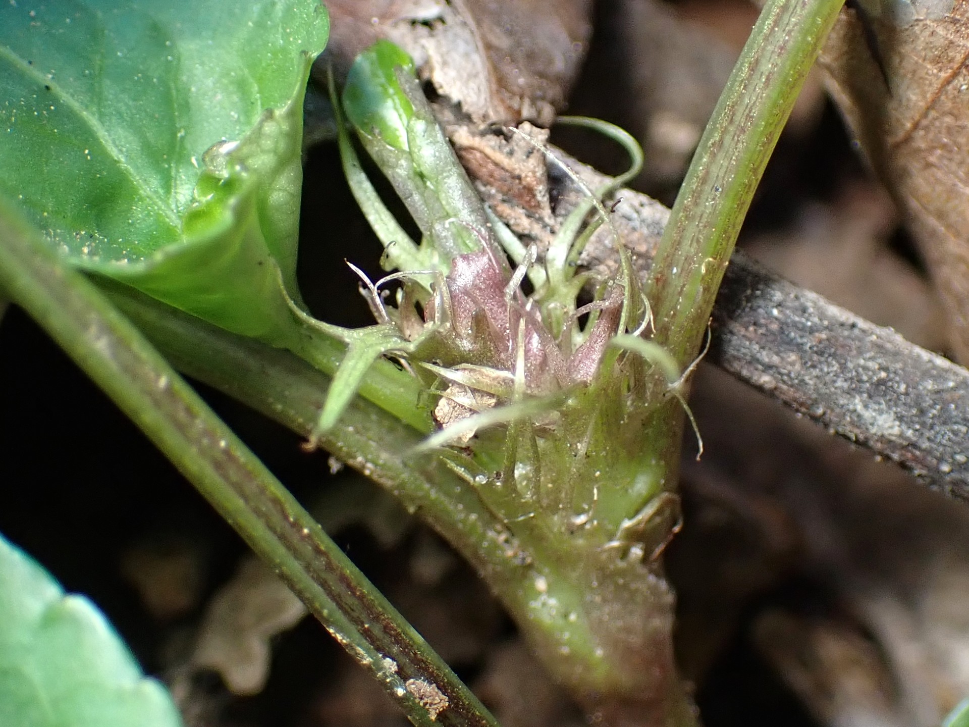 タチツボスミレ の高画質写真です。横浜市で、2026年1月23日に撮影したものです。