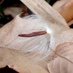 テイカカズラのタネ の高画質写真です。横浜市で、2026年1月28日に撮影したものです。