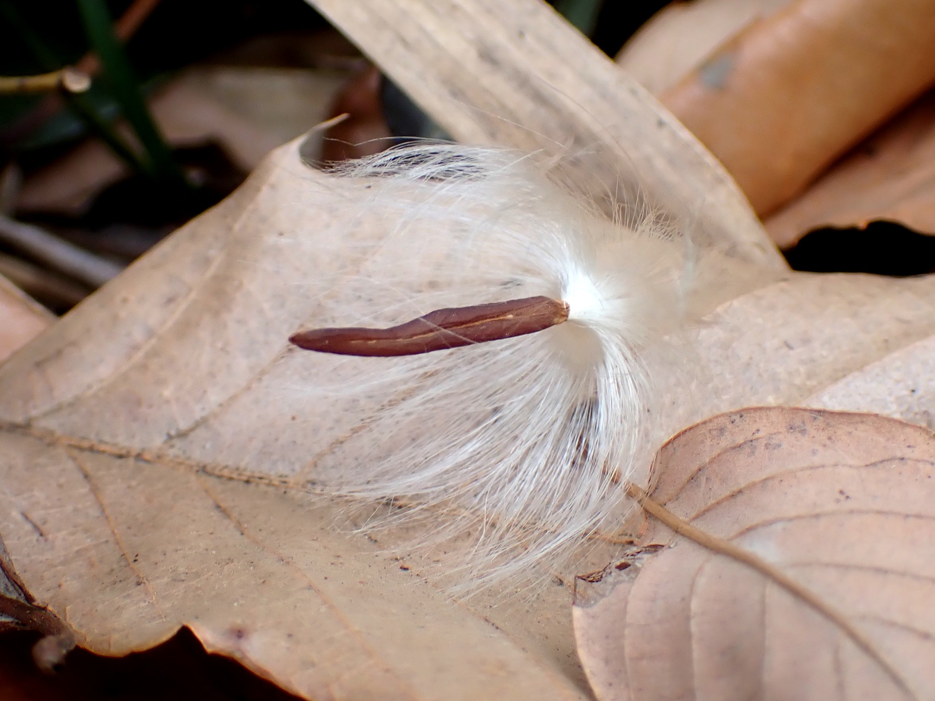 テイカカズラのタネ の高画質写真です。横浜市で、2026年1月28日に撮影したものです。