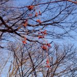 トキリマメ の高画質写真です。横浜市で、2026年1月13日に撮影したものです。