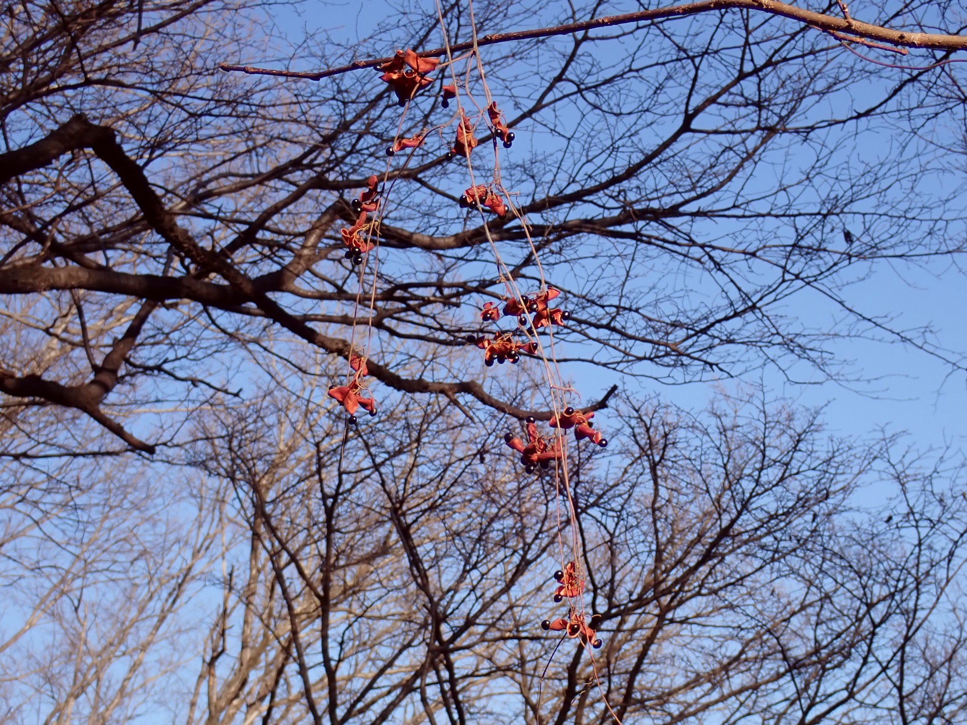 トキリマメ の高画質写真です。横浜市で、2026年1月13日に撮影したものです。