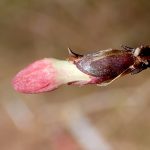 ウグイスカグラのつぼみ の高画質写真です。横浜市で、2026年1月10日に撮影したものです。