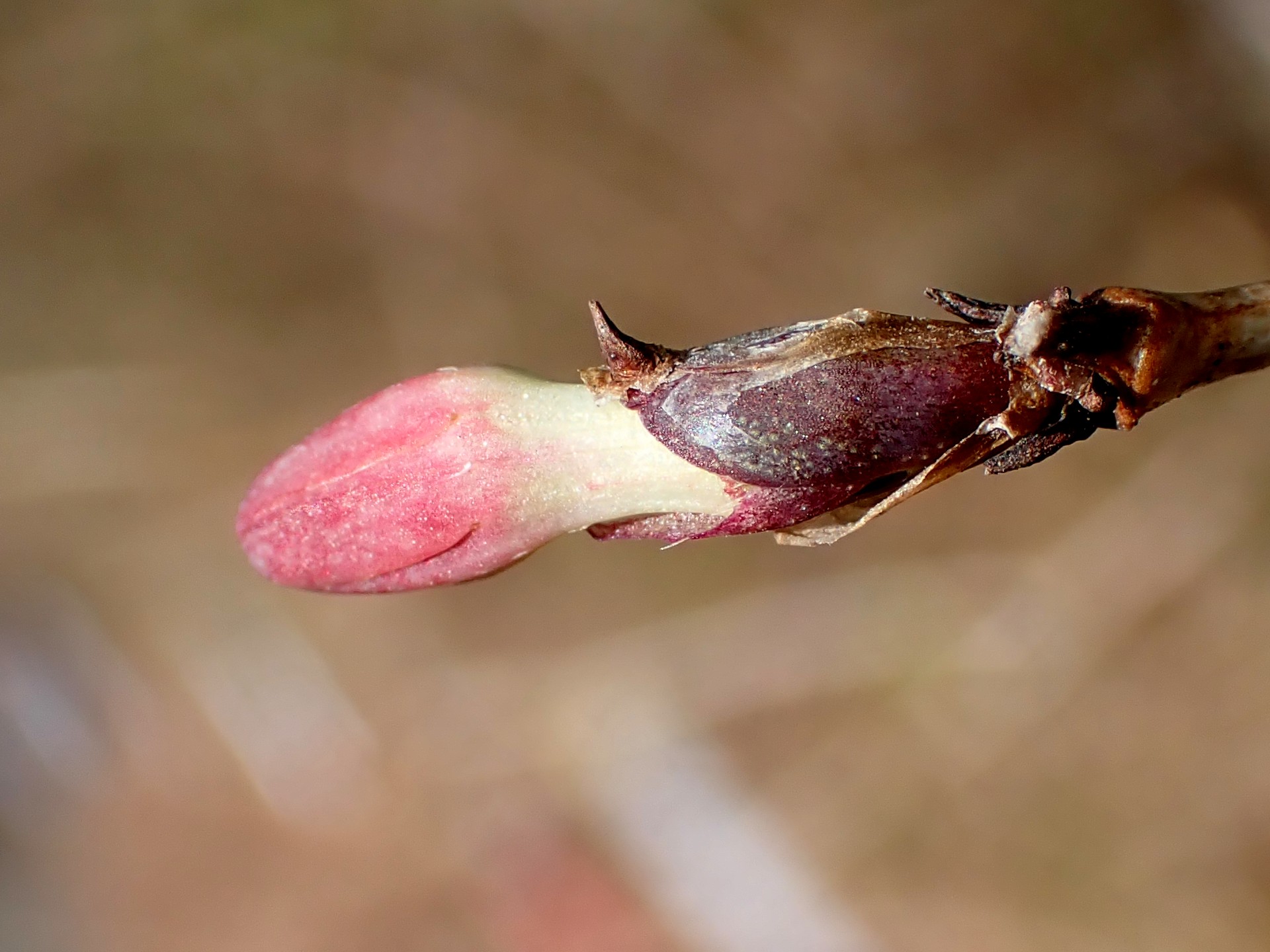 ウグイスカグラのつぼみ の高画質写真です。横浜市で、2026年1月10日に撮影したものです。