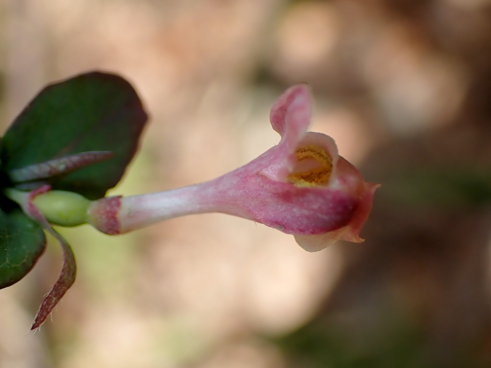 ウグイスカグラ の高画質写真です。横浜市で、2026年1月19日に撮影したものです。
