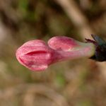 ウグイスカグラ の高画質写真です。横浜市で、2026年1月19日に撮影したものです。