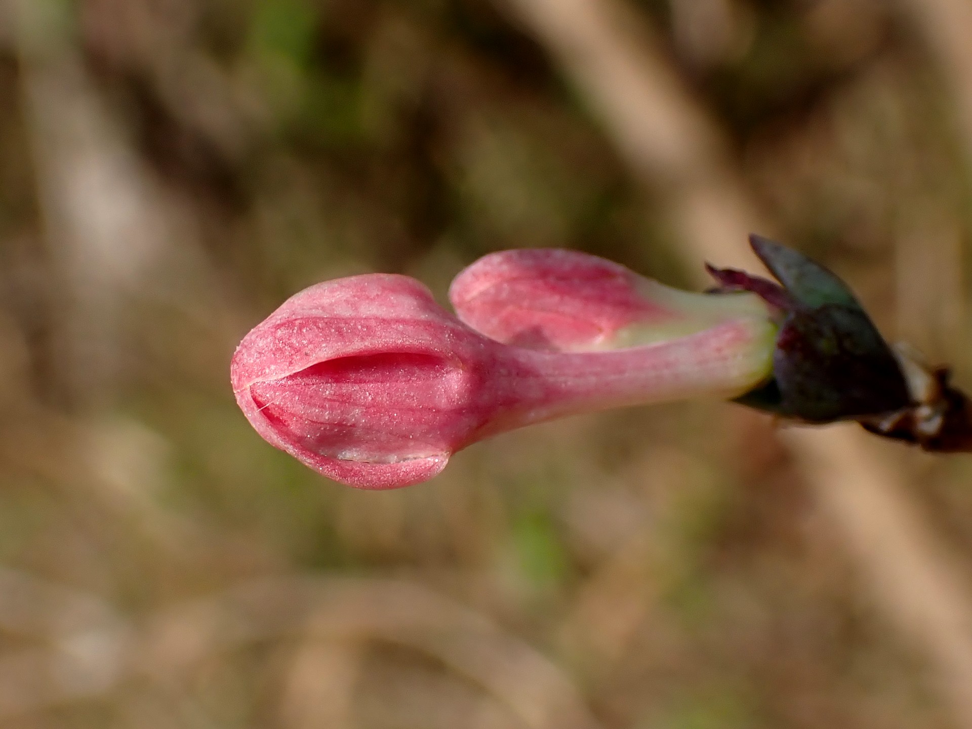 ウグイスカグラ の高画質写真です。横浜市で、2026年1月19日に撮影したものです。