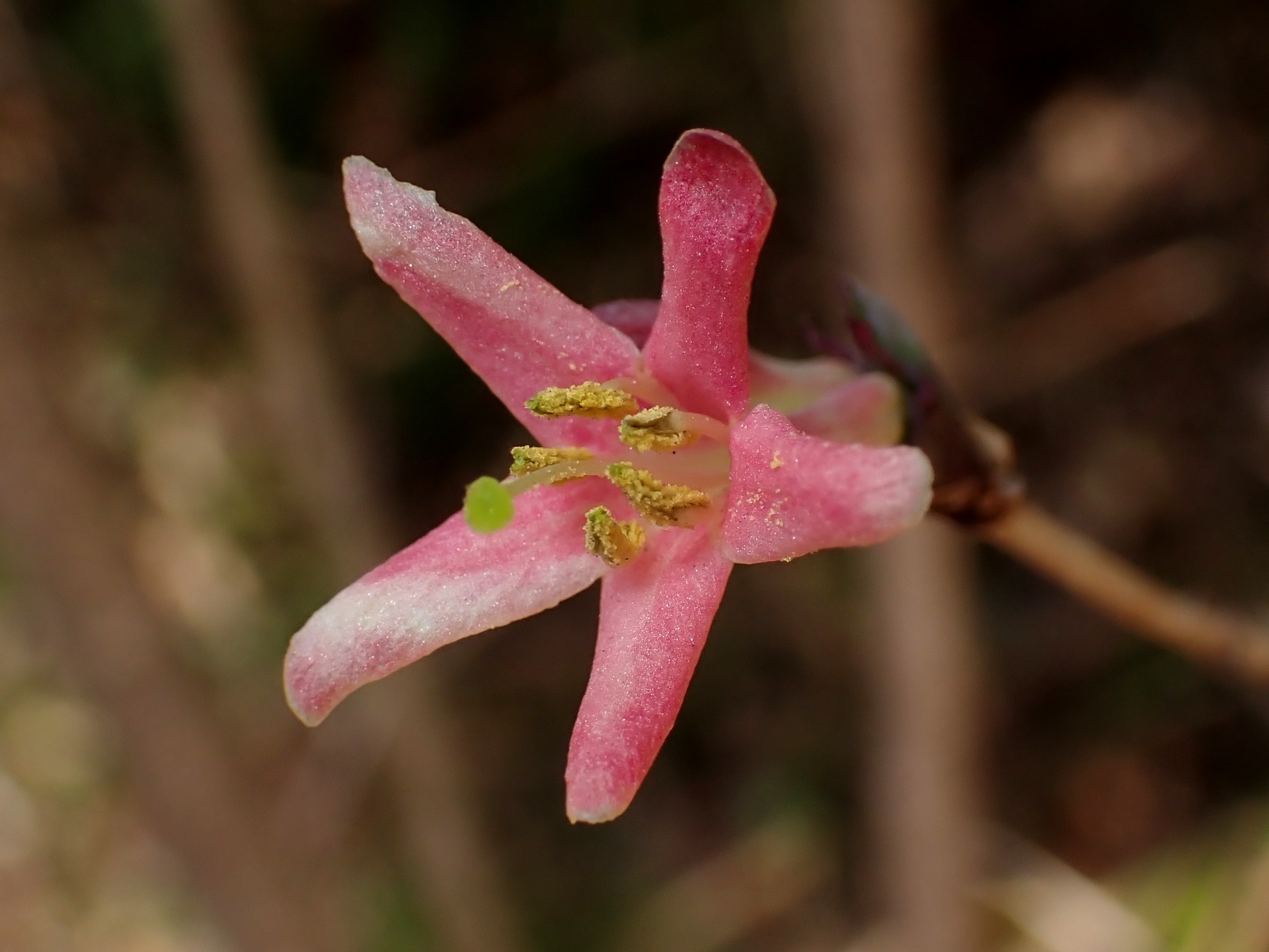 ウグイスカグラ の高画質写真です。横浜市で、2026年1月21日に撮影したものです。