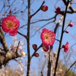 ウメ の高画質写真です。横浜市で、2026年1月16日に撮影したものです。