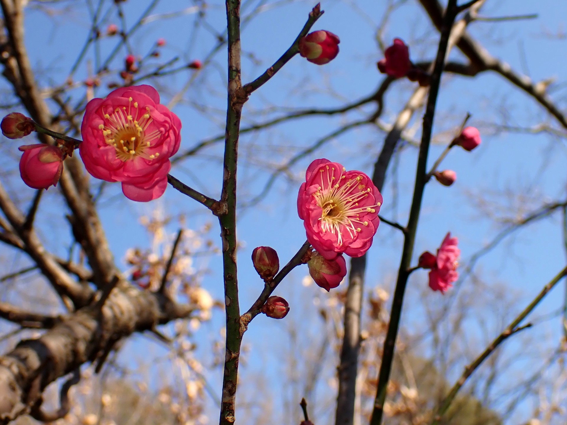 ウメ の高画質写真です。横浜市で、2026年1月16日に撮影したものです。