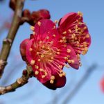 ウメ の高画質写真です。横浜市で、2026年1月18日に撮影したものです。