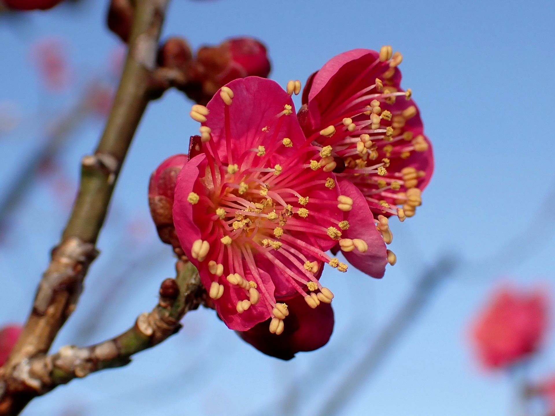 ウメ の高画質写真です。横浜市で、2026年1月18日に撮影したものです。