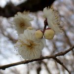 ウメ の高画質写真です。横浜市で、2026年1月22日に撮影したものです。