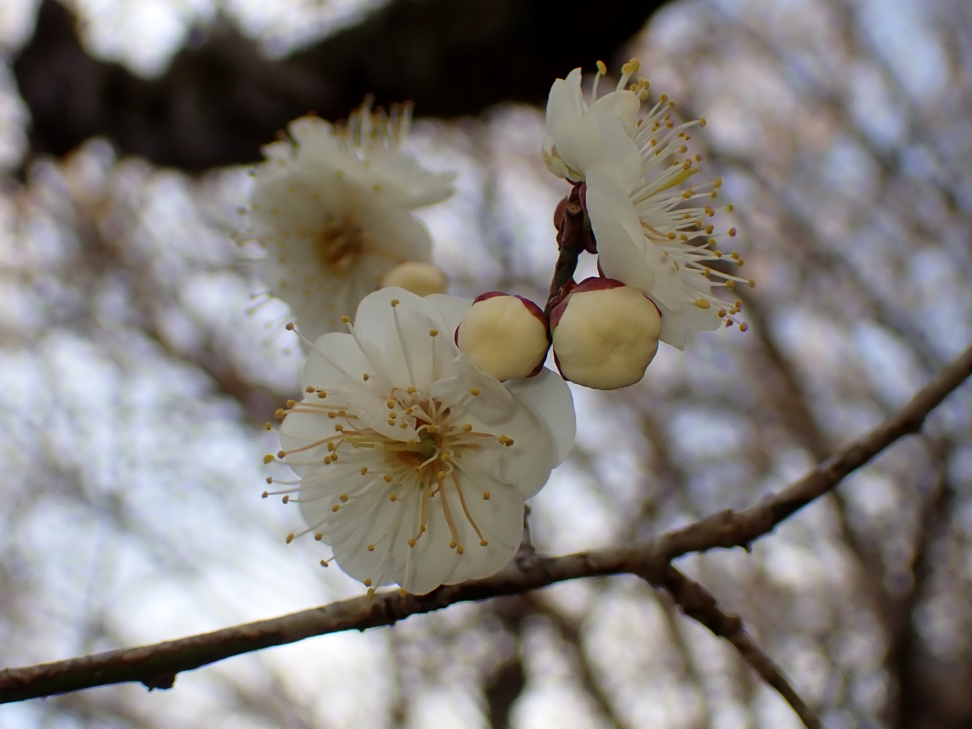 ウメ の高画質写真です。横浜市で、2026年1月22日に撮影したものです。