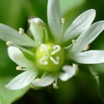 ウシハコベ の高画質写真です。横浜市で、2026年1月9日に撮影したものです。