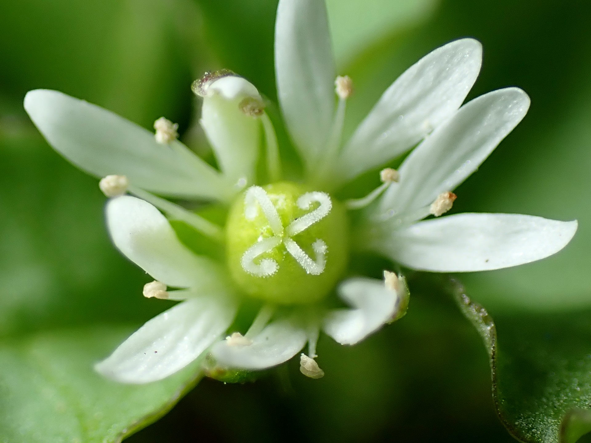 ウシハコベ の高画質写真です。横浜市で、2026年1月9日に撮影したものです。