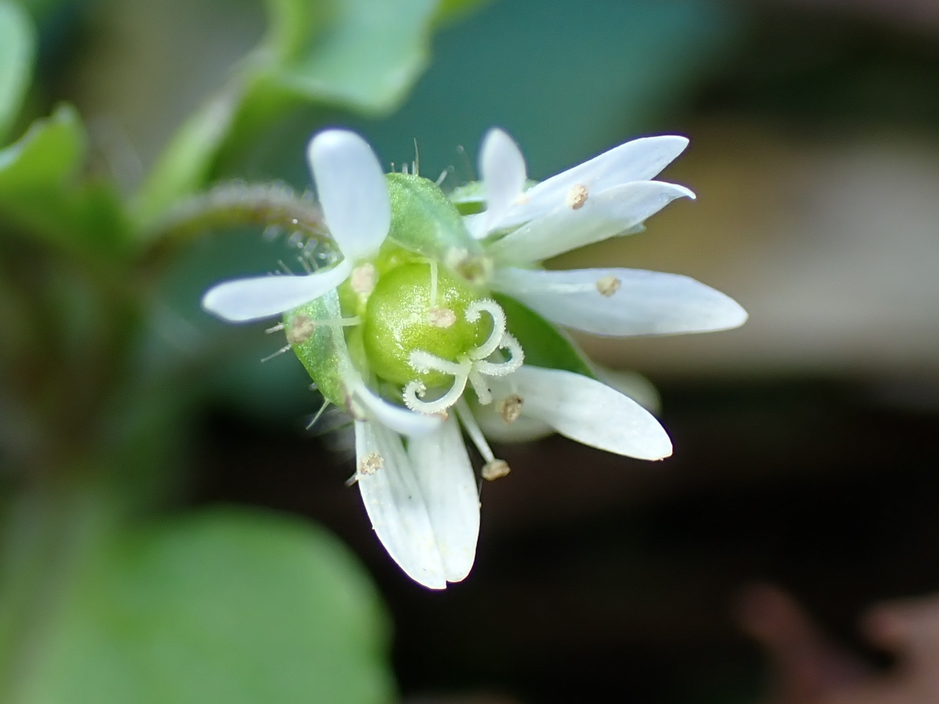 ウシハコベ の高画質写真です。横浜市で、2026年1月9日に撮影したものです。