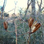 ヤマユリのタネ の高画質写真です。横浜市で、2026年1月25日に撮影したものです。