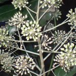 ヤツデの花 の高画質写真です。横浜市で、2026年1月6日に撮影したものです。