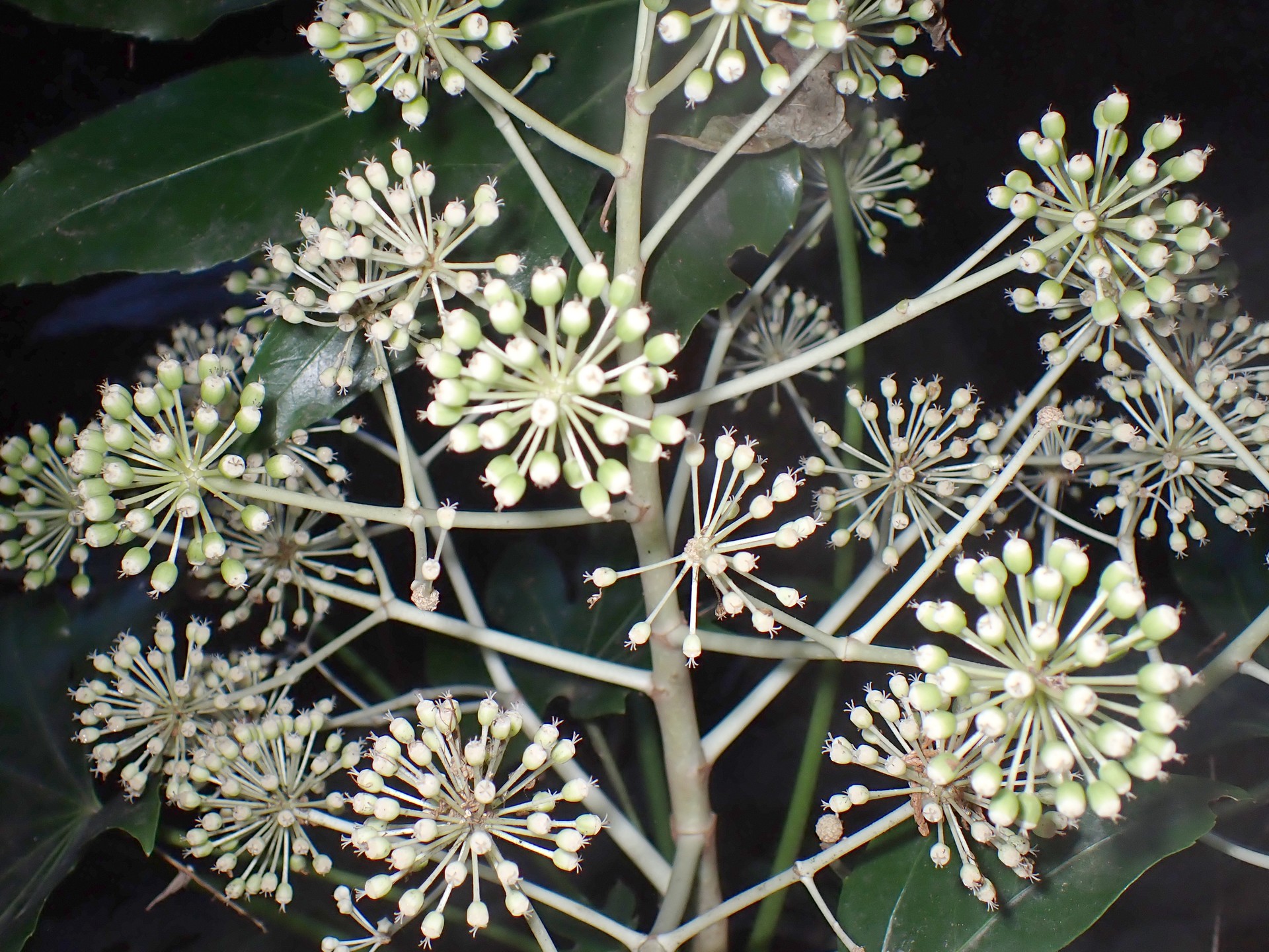 ヤツデの花 の高画質写真です。横浜市で、2026年1月6日に撮影したものです。