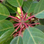 ユズリハの幼木 の高画質写真です。横浜市で、2026年1月13日に撮影したものです。