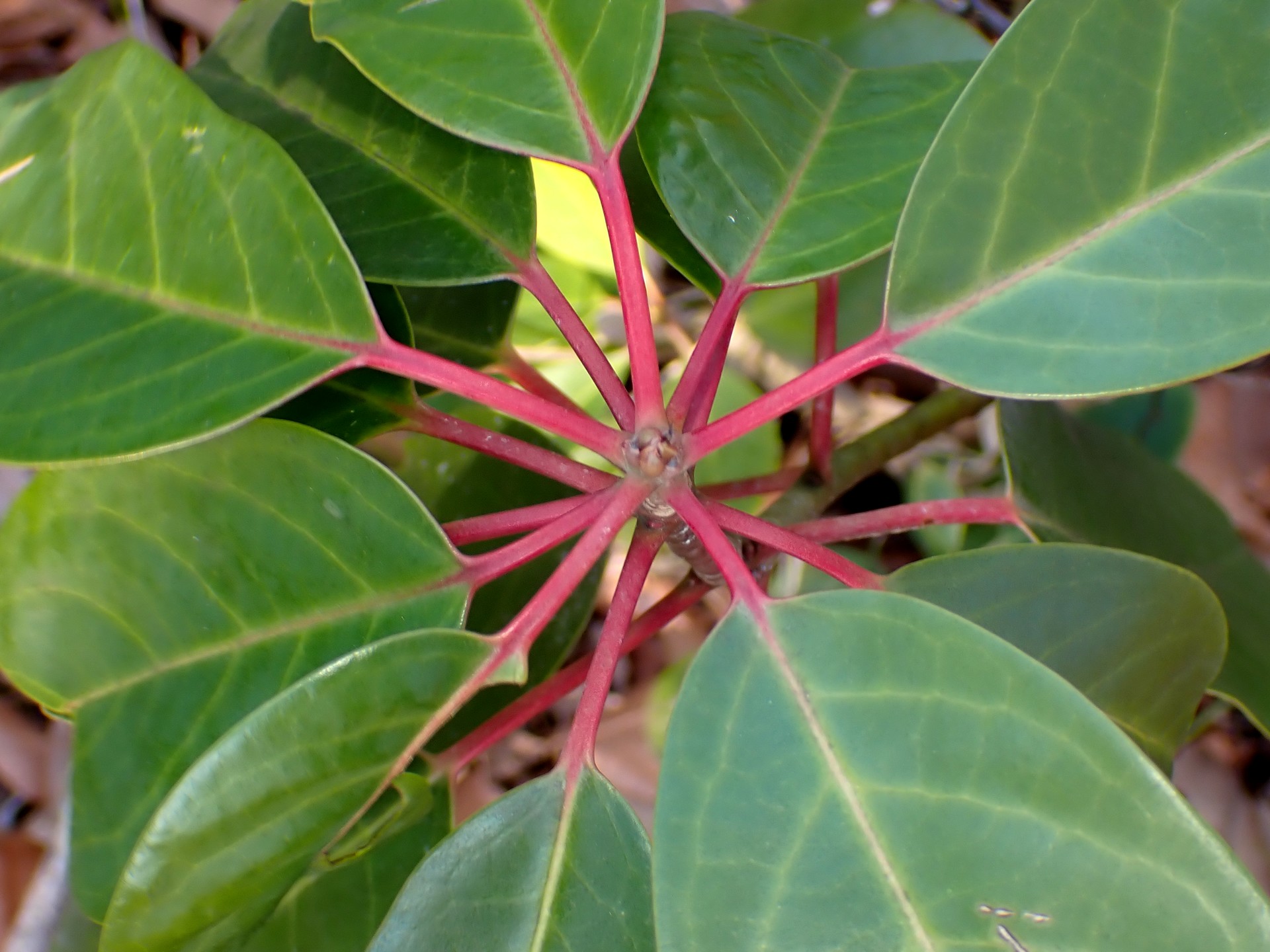 ユズリハの幼木 の高画質写真です。横浜市で、2026年1月13日に撮影したものです。