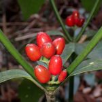 アオキ の高画質写真です。横浜市で、2026年2月24日に撮影したものです。