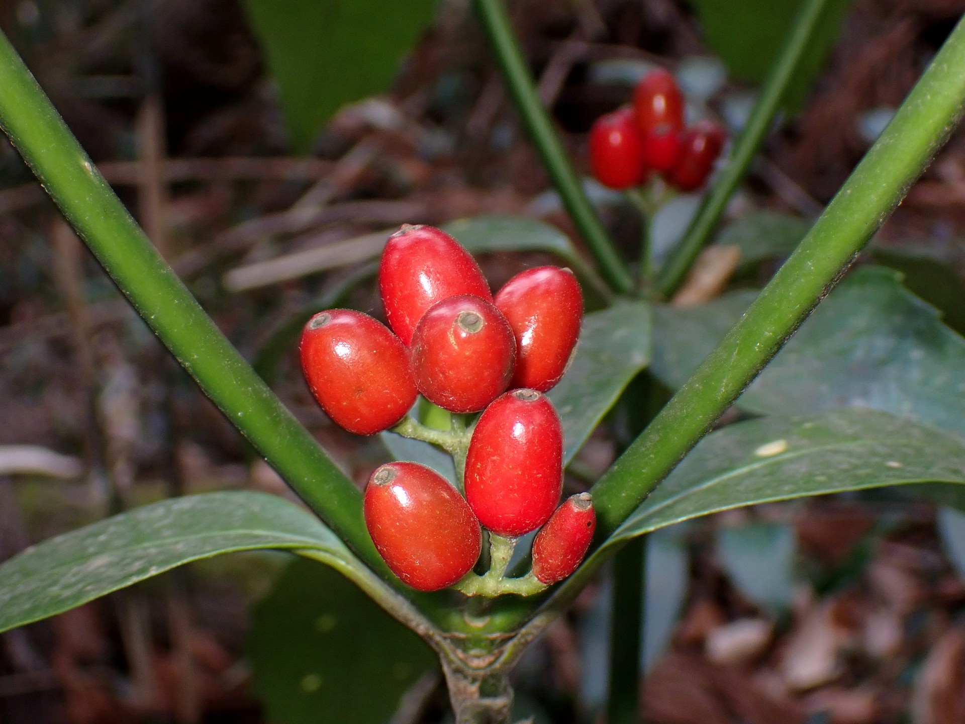 アオキ の高画質写真です。横浜市で、2026年2月24日に撮影したものです。